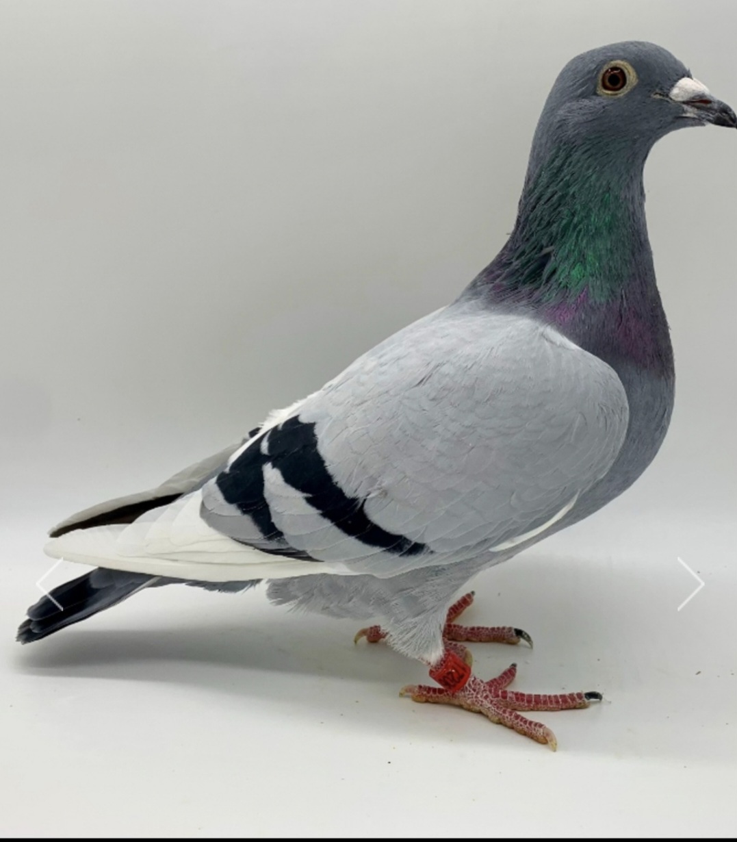 AU 22 JEDDS 17206
BB WFLT COCK 