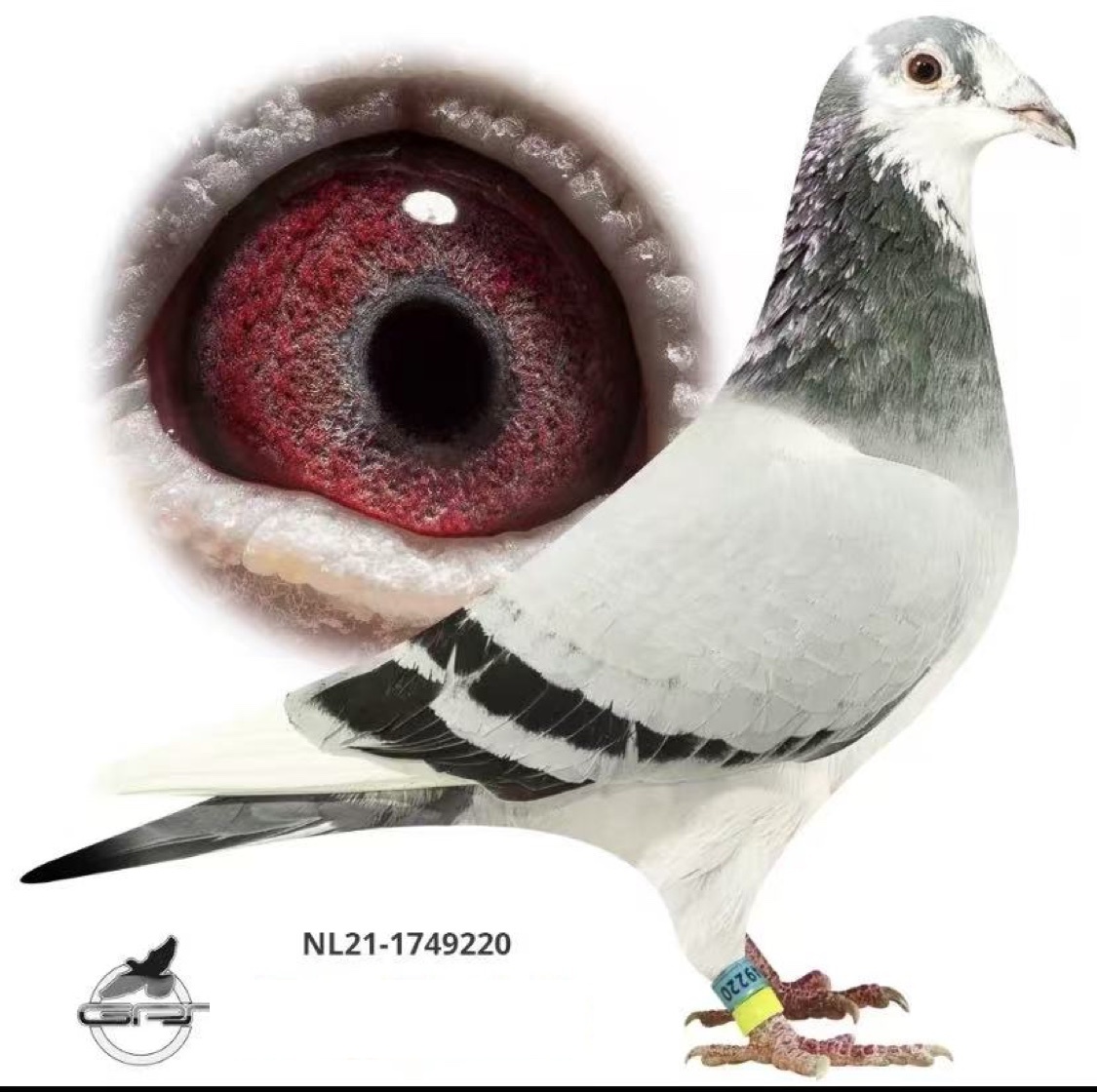 NL 21 1749220 BBSPL Cock