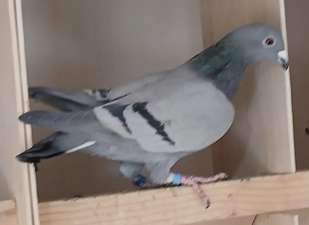 IF 2025 PFSC 50464 BLUE HEN