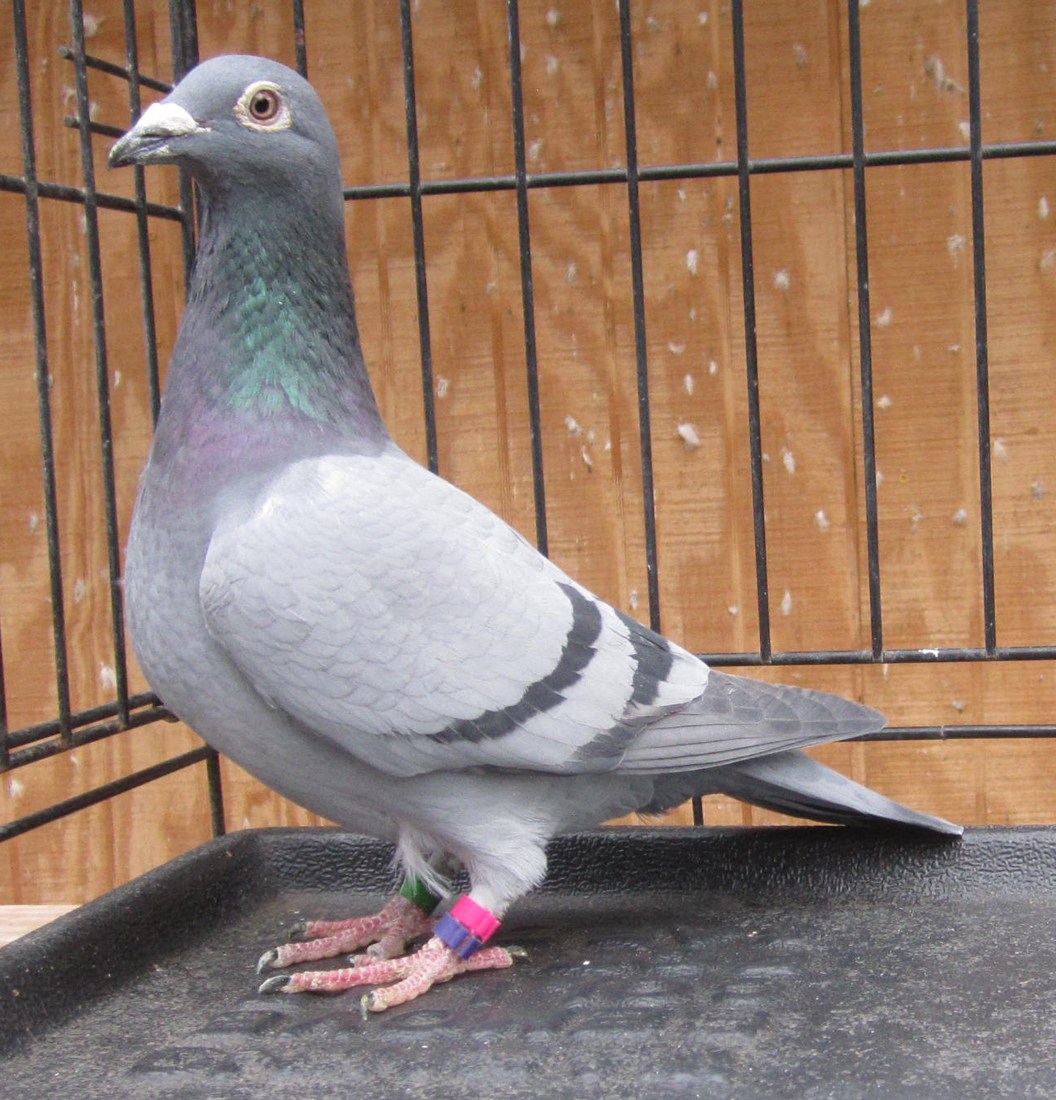 iPigeon.com - Racing Pigeon Auction