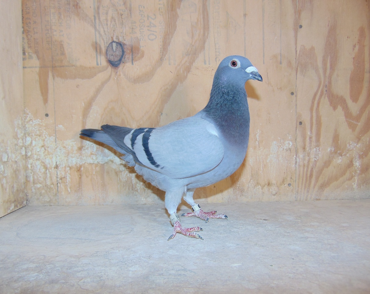 22 AU 6465 Direct Gus Jo Jo