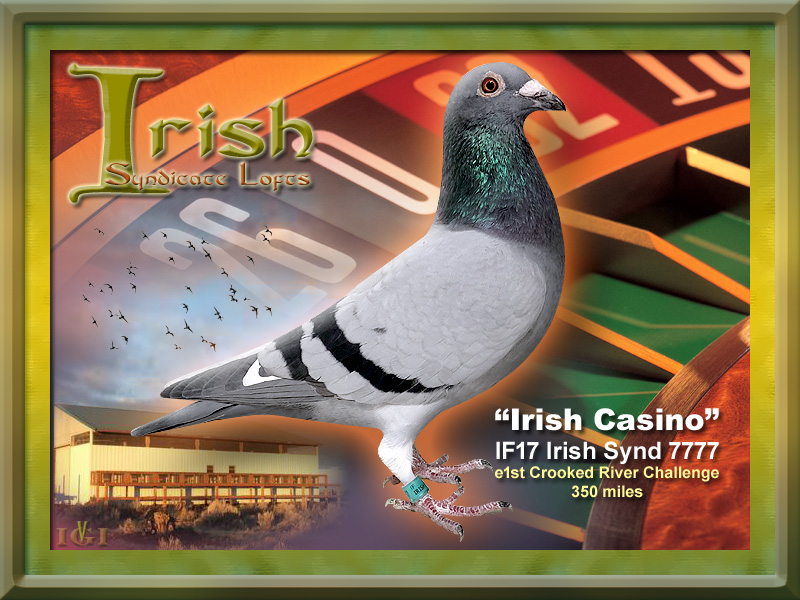 iPigeon.com - Racing Pigeon Auction