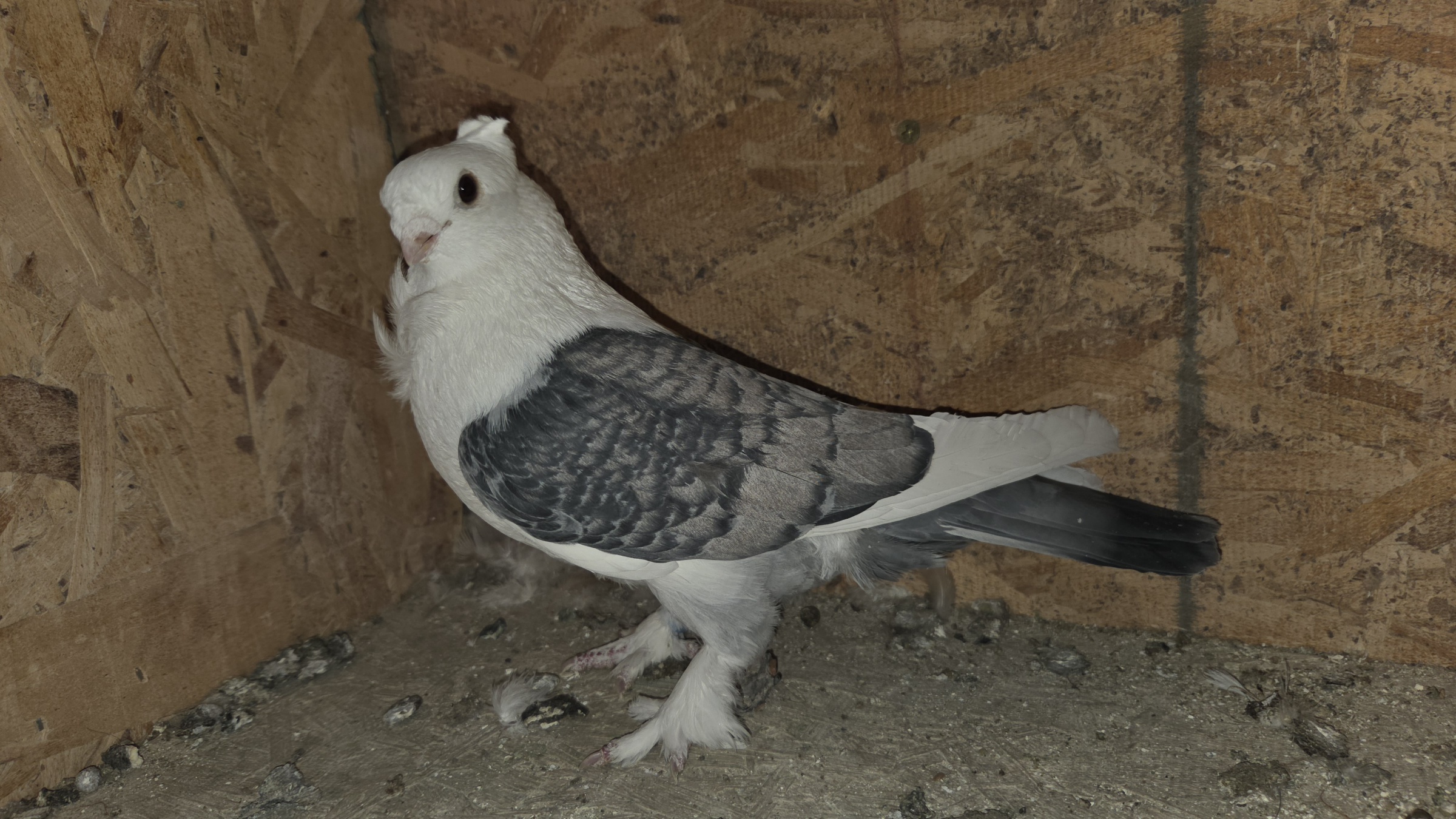 Blue Lace Satinette pair