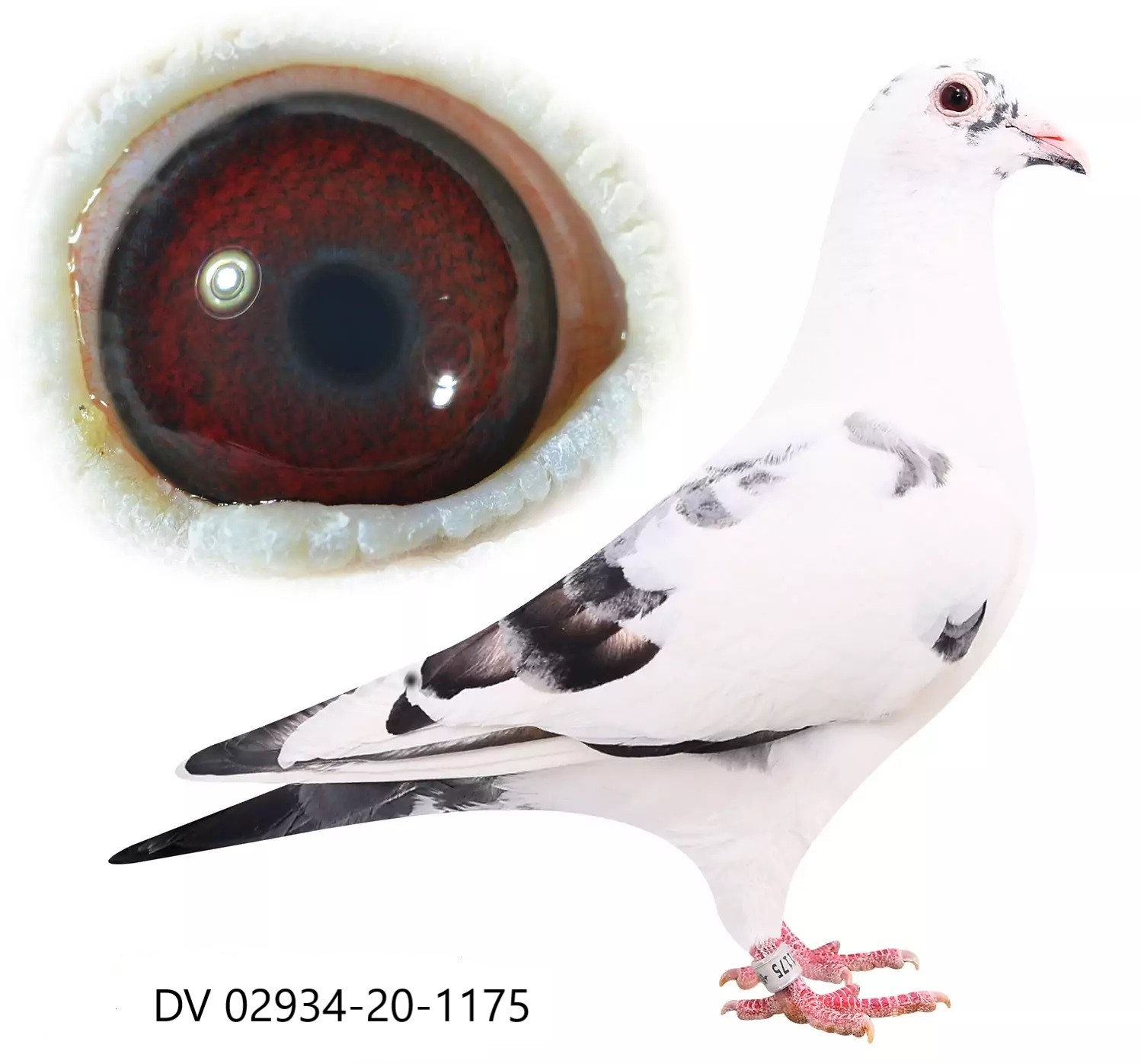 Preview Image 4