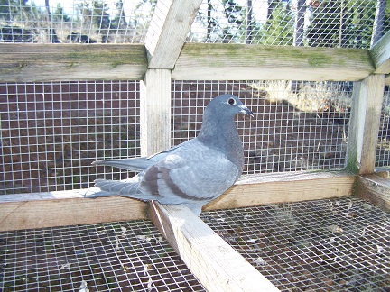 AU 2026 JEDDS "9517"