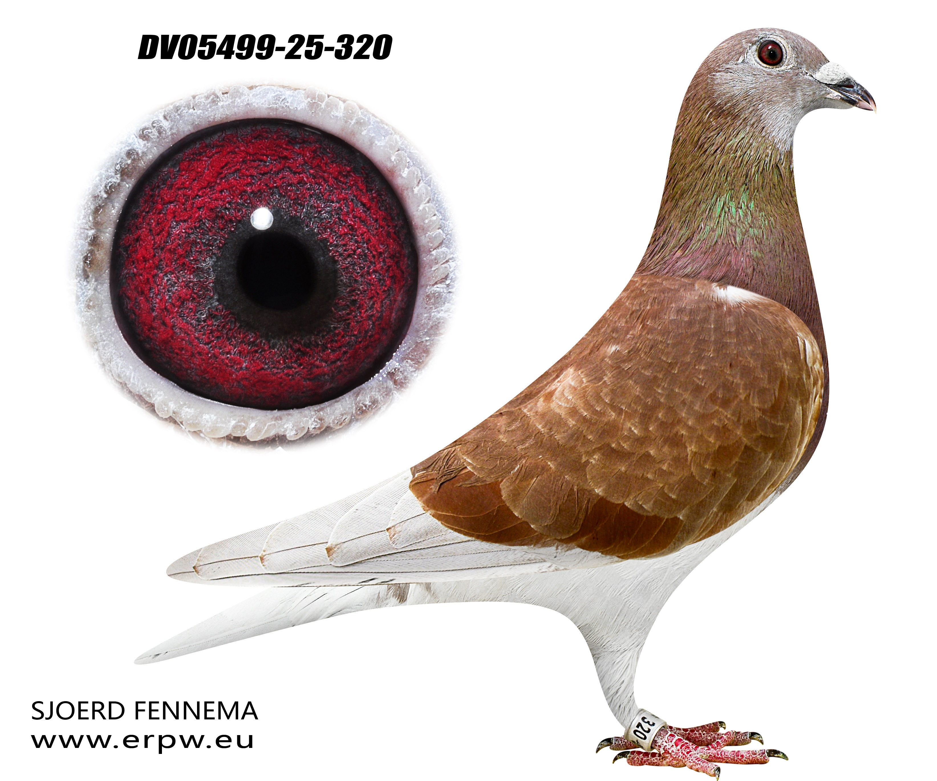 Dirk van den Bulck Cock / DV05499-25-320 (with video)