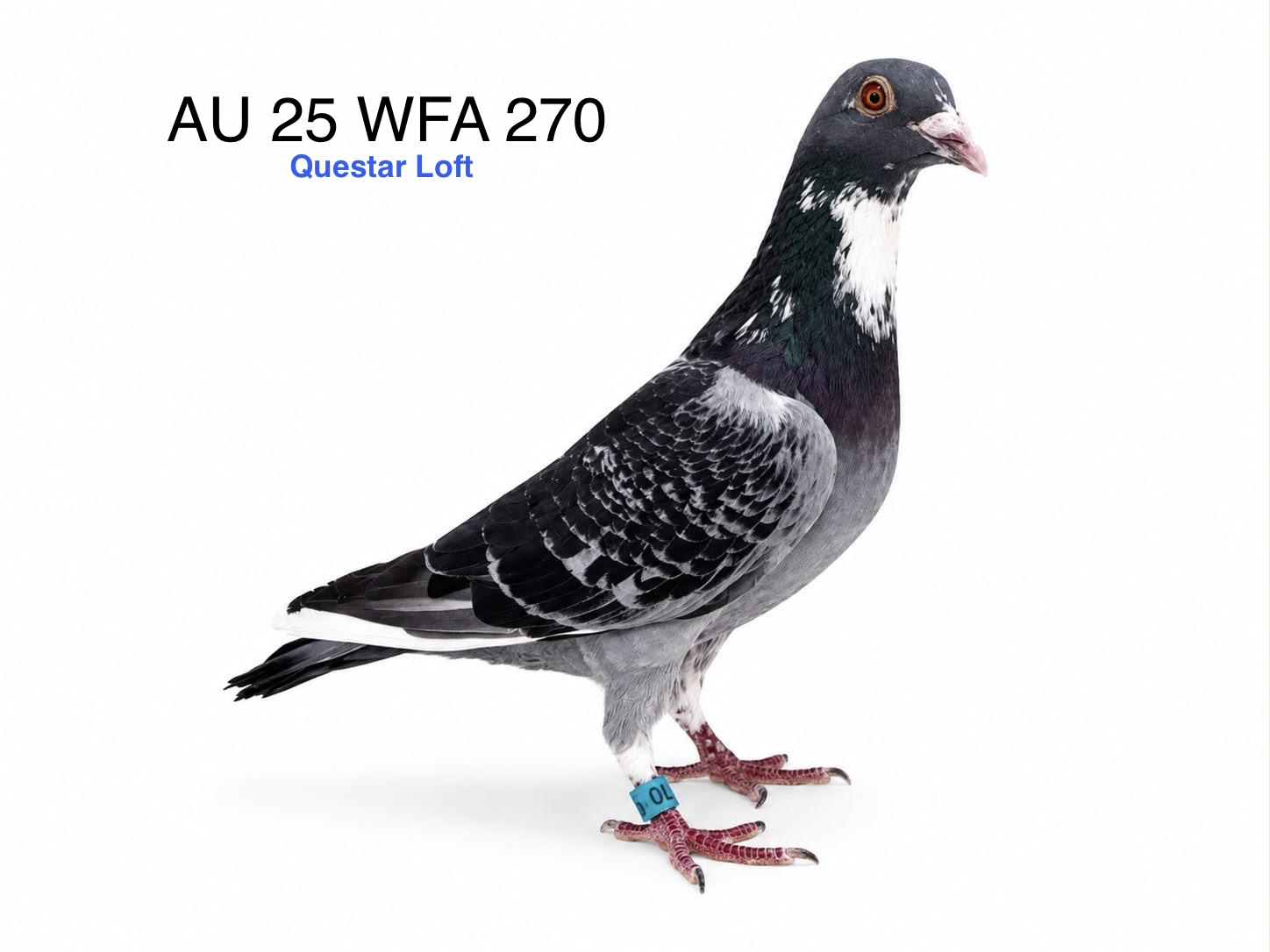 AU 25 WFA 270, Blue Check Splash Cock