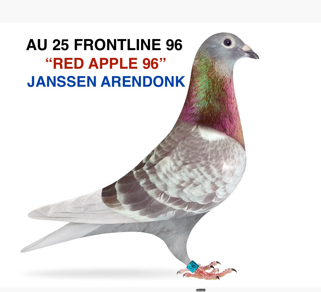 100% JANSSEN ARENDONK 