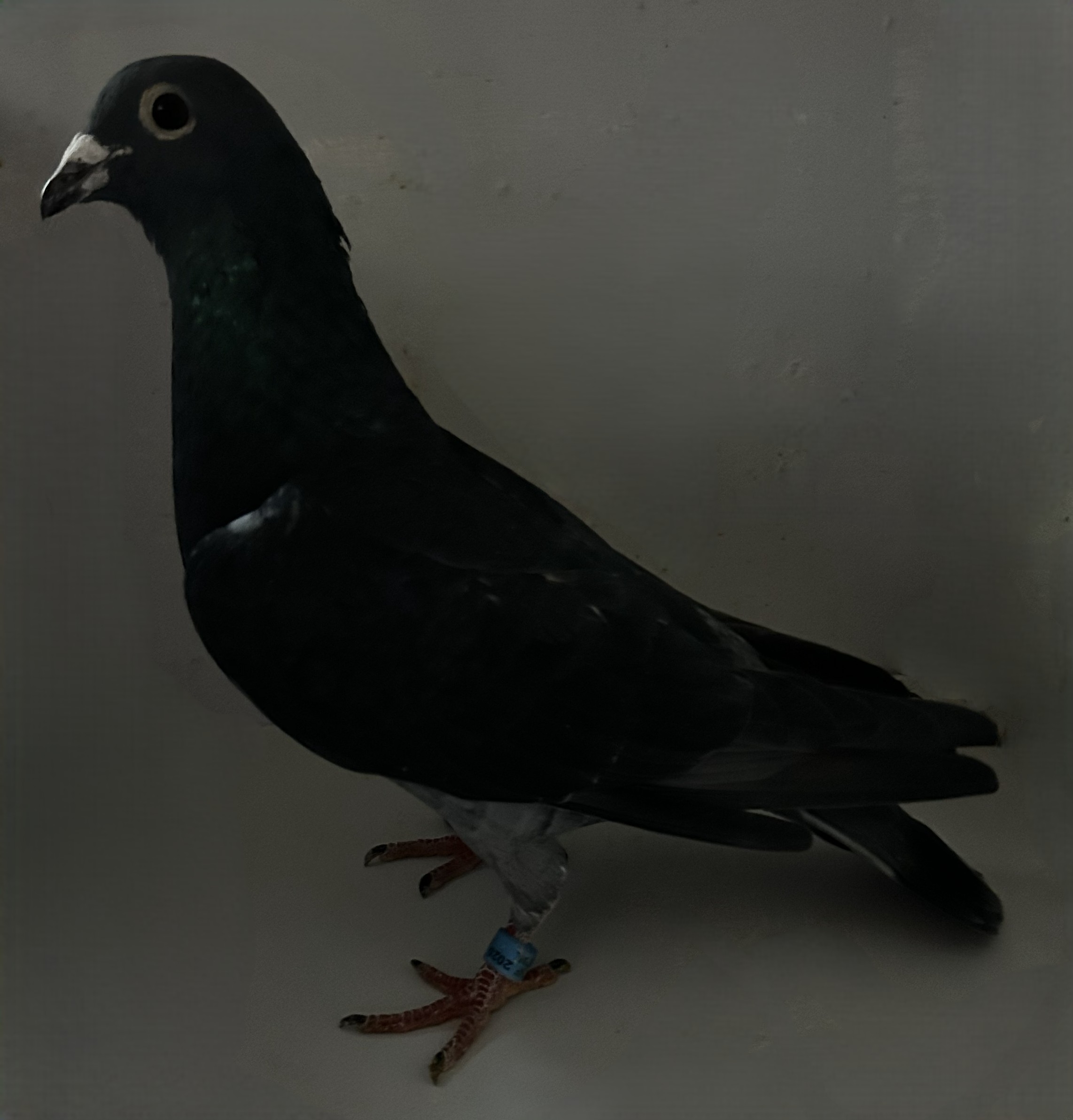 2025 NEIL 56168 LOU COLETTA 