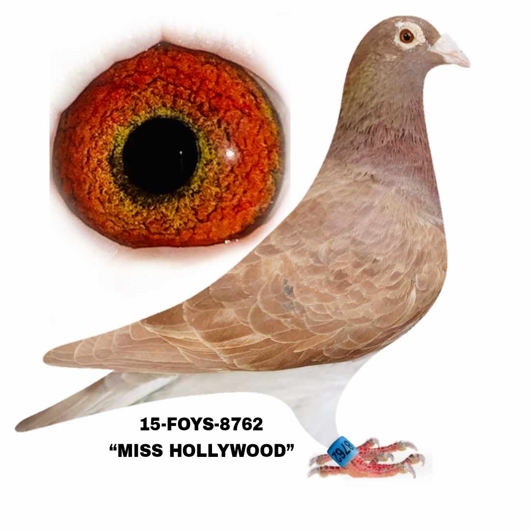 Racing Pigeon Auction