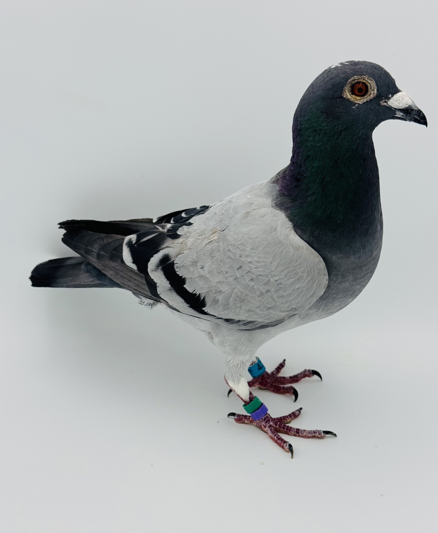 25 MCLOFT 0425 BBpdCock