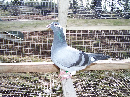 AU 2026 JEDDS "9525"