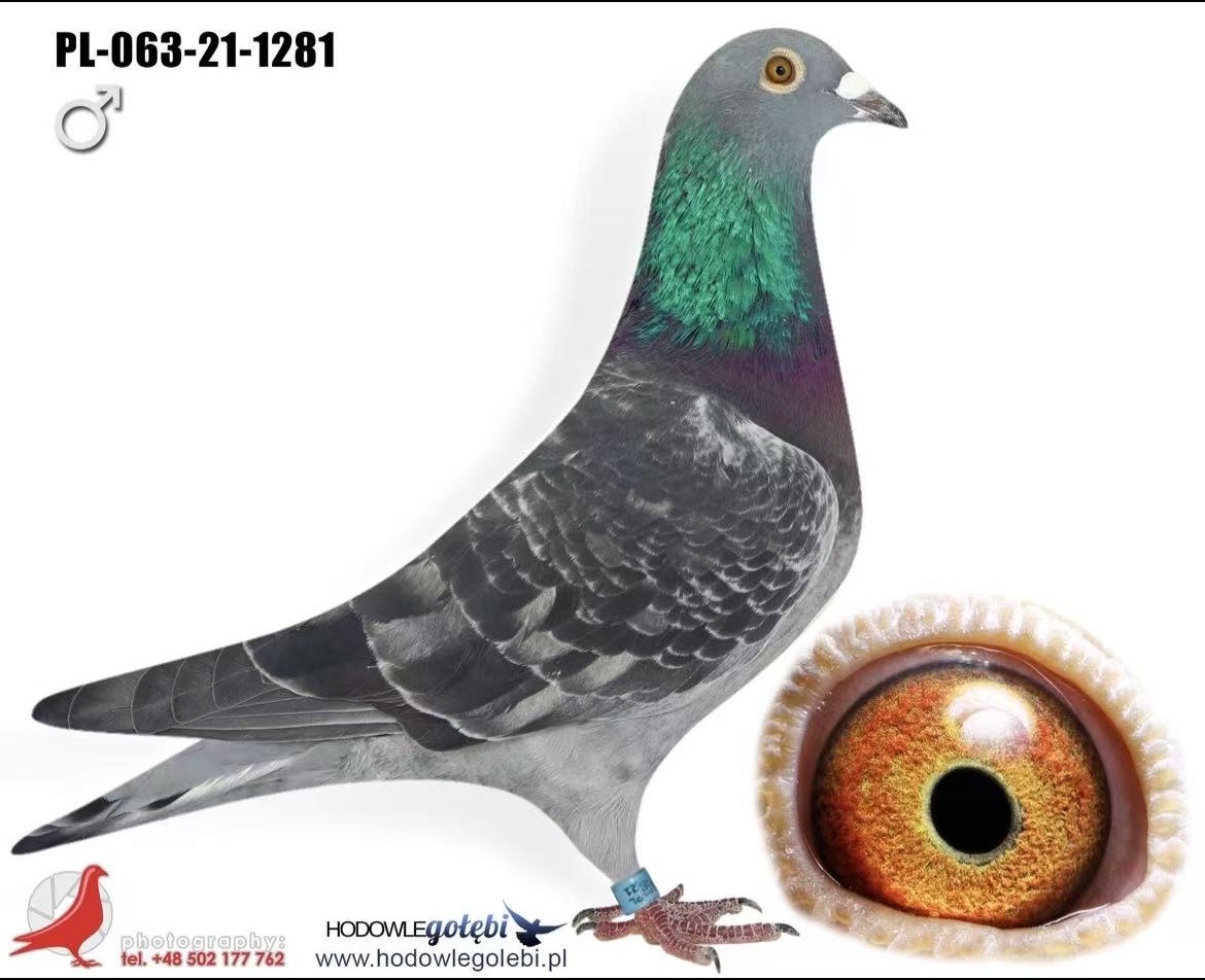 PL-063-21-1281