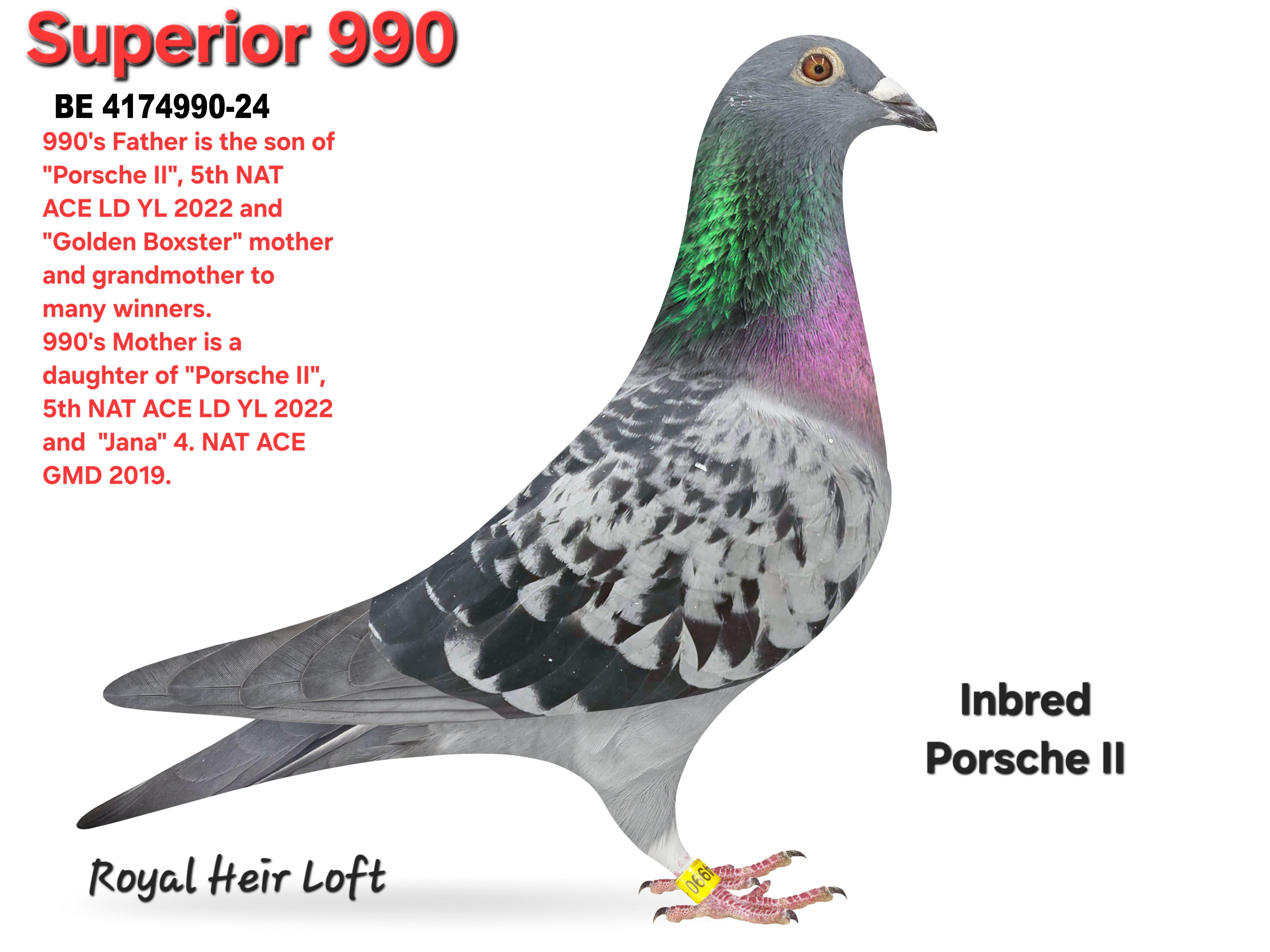 BE 4174990-24 Blue Check Hen 