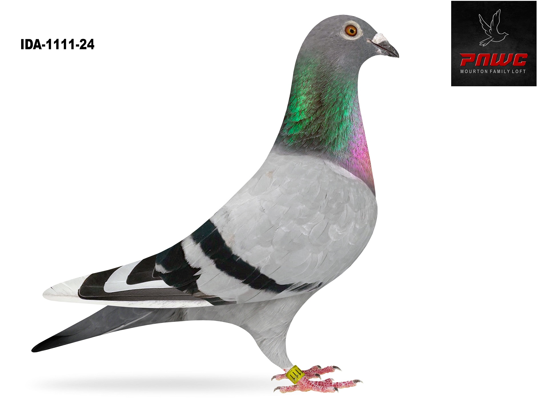 IDA-1111-24 BBWF HEN