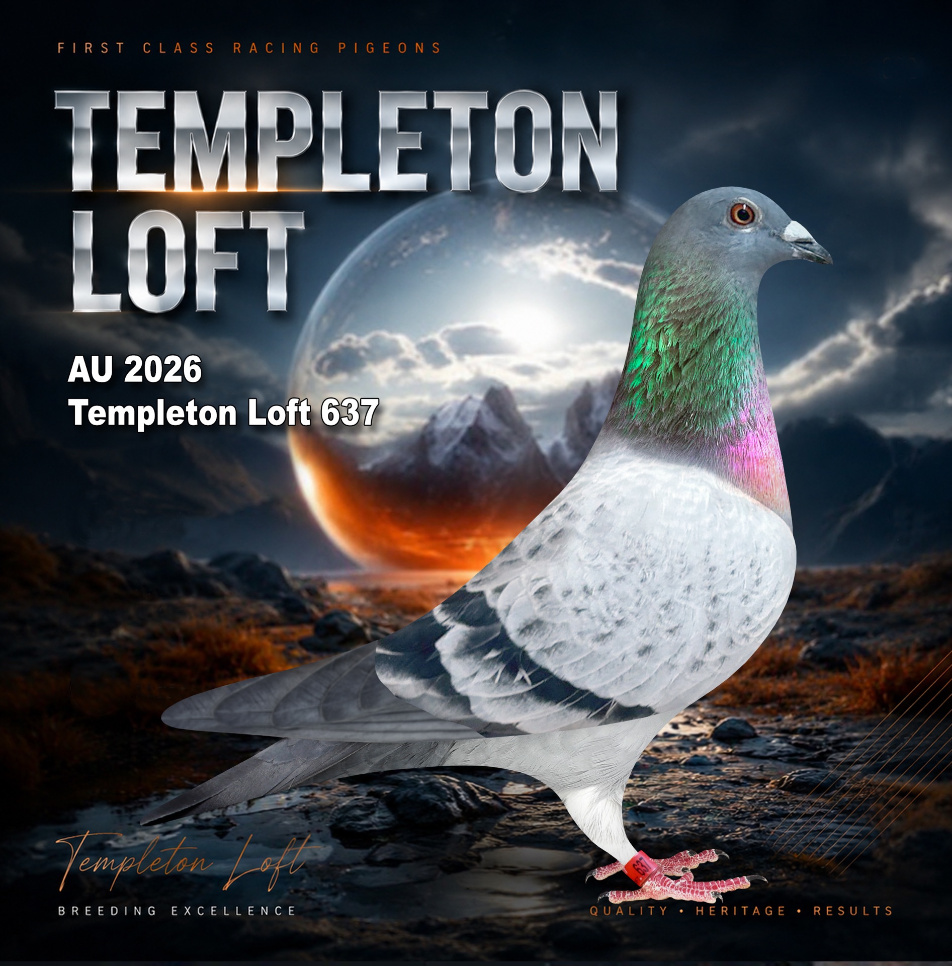 Templeton loft 2026/637 Full DNA.