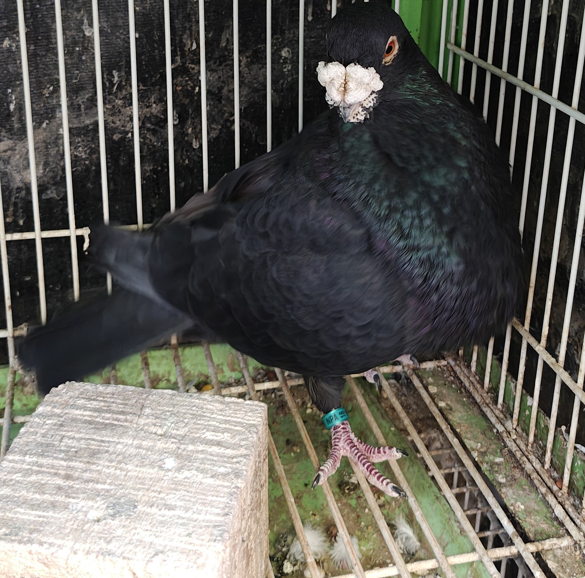 Laudino Pouter Cock