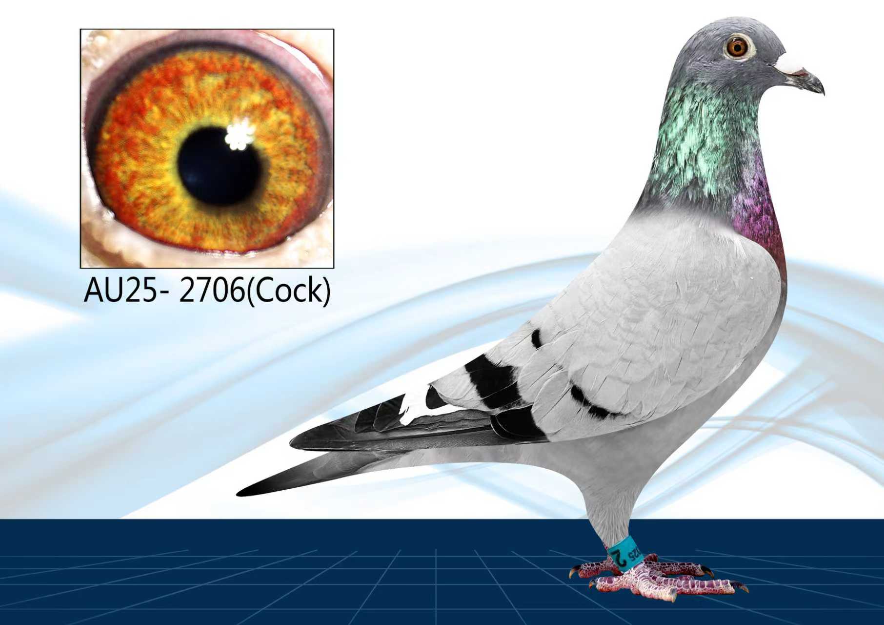 AU24-2706(Cock) Inbred Surebet