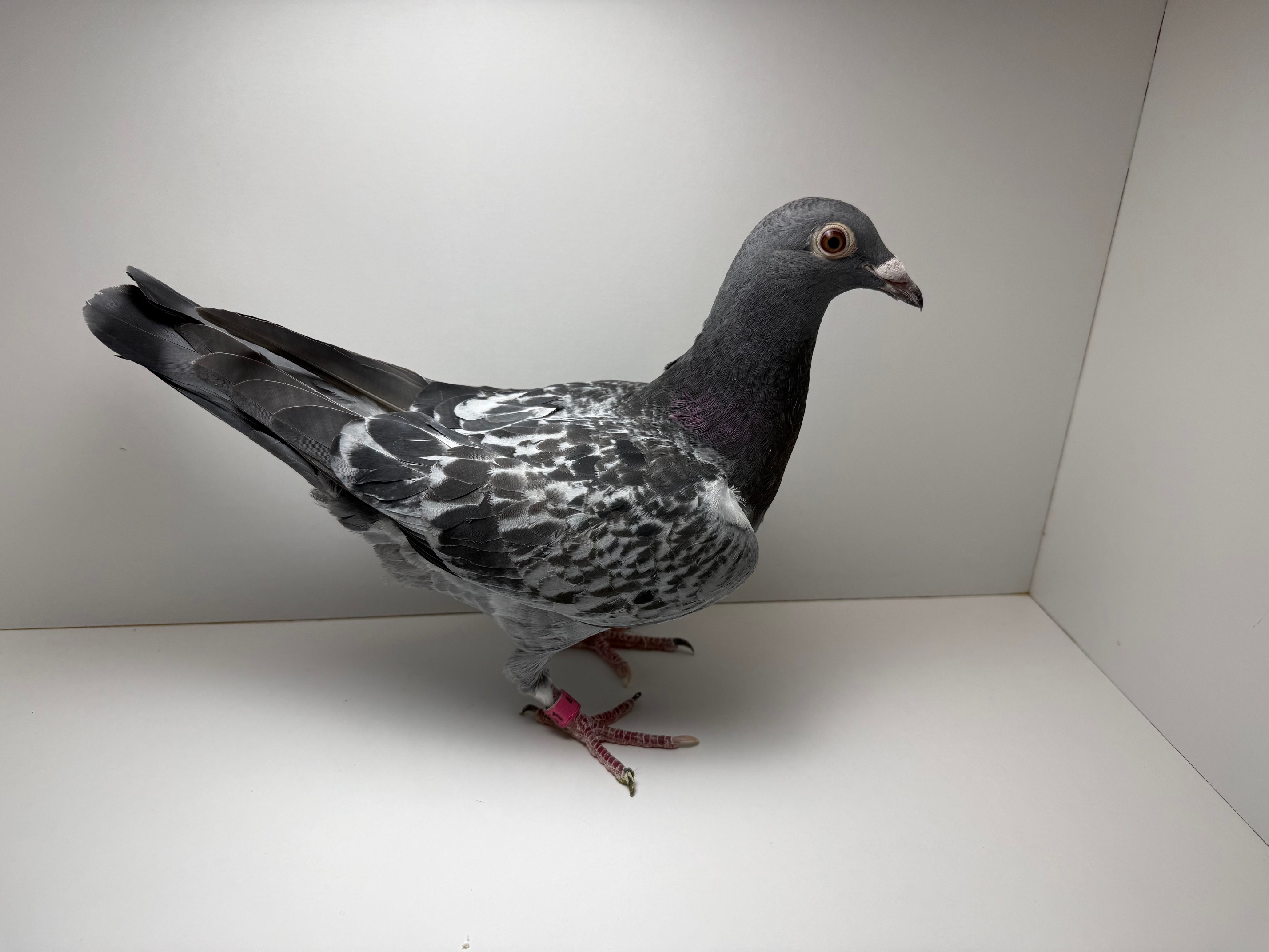 Night Angel Family and Easley lines (EZ Money)