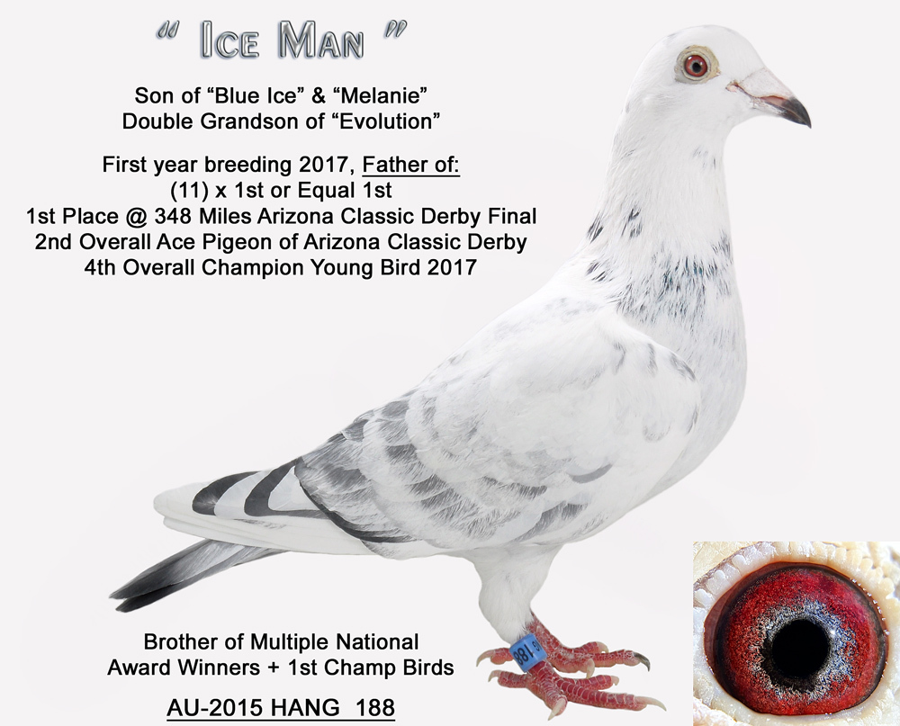 iPigeon.com - Racing Pigeon Auction