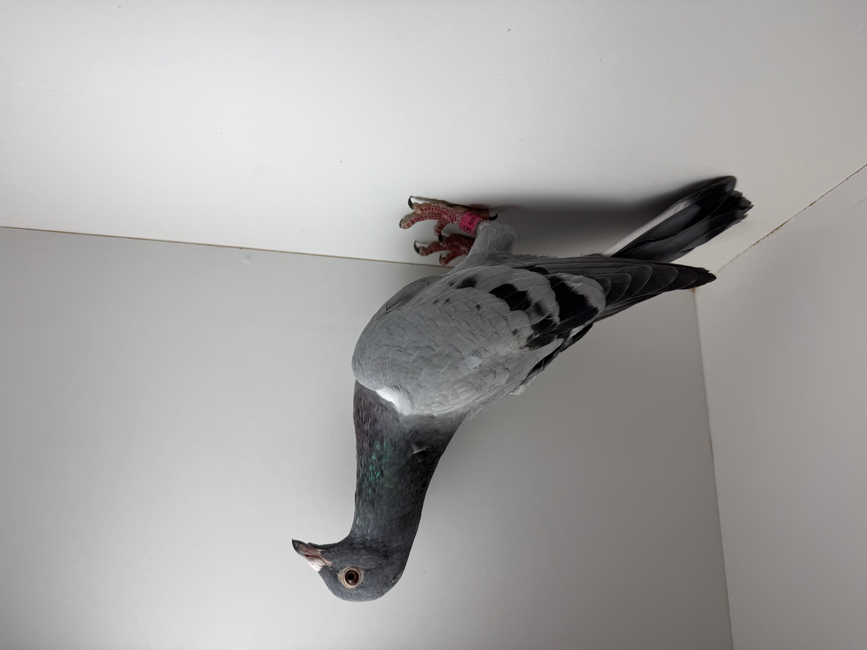 Bird Pedigree Full of Money Winners