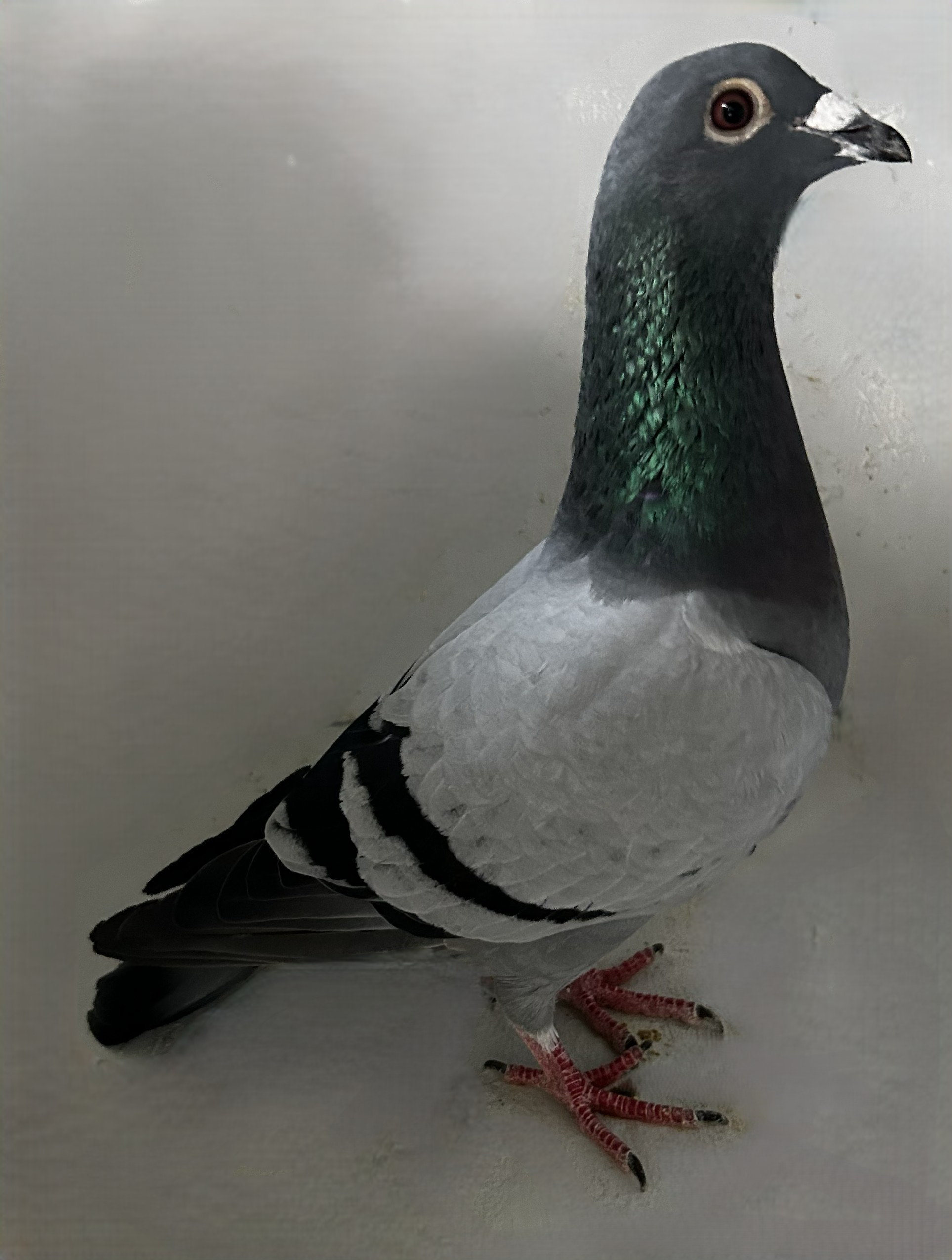 2026 NEIL 56201
