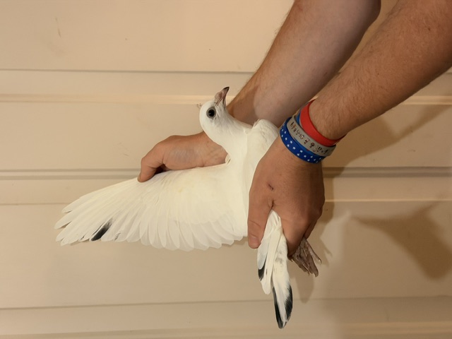 Preview Image 4