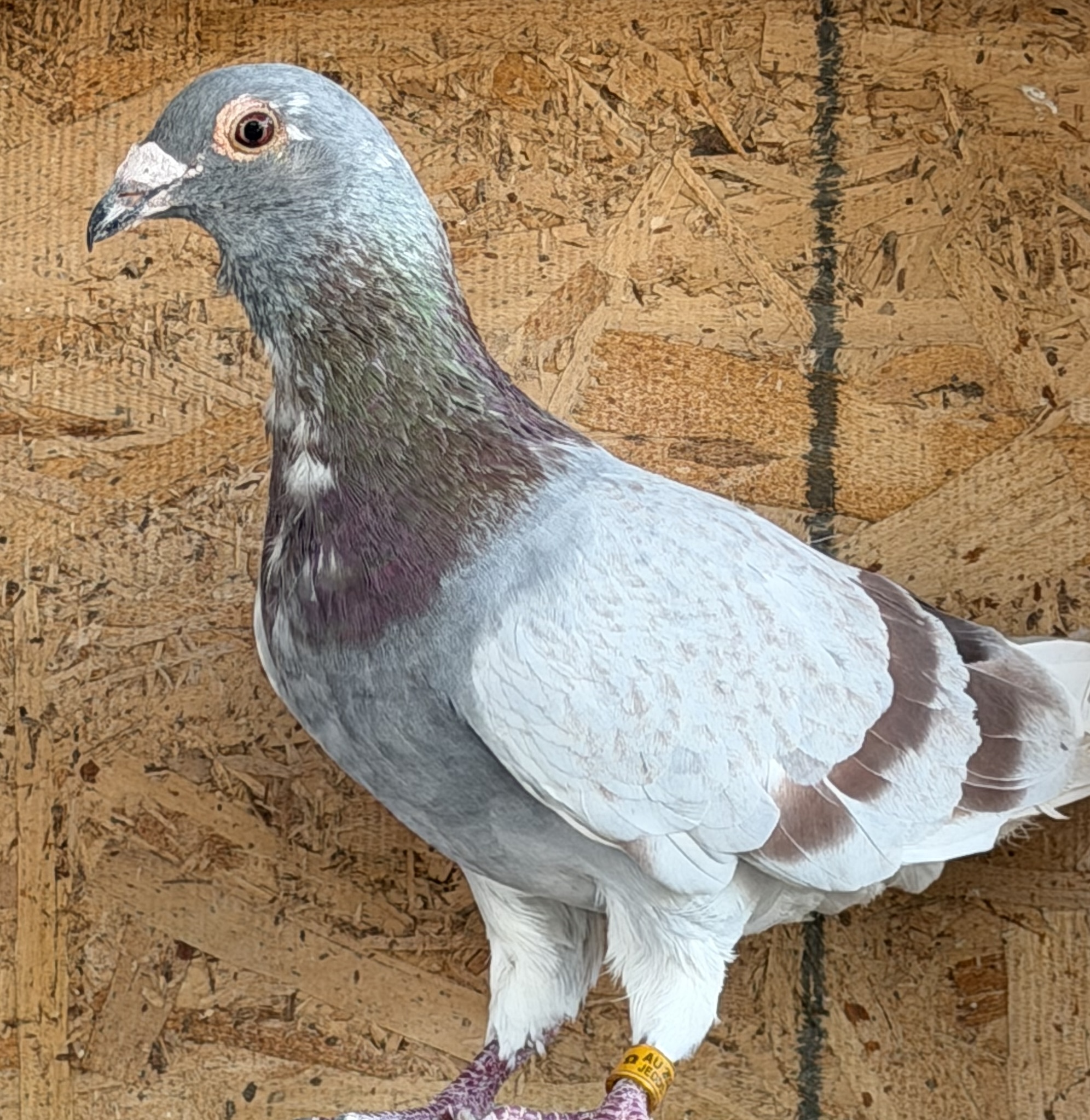 2023 Very Nice Cock