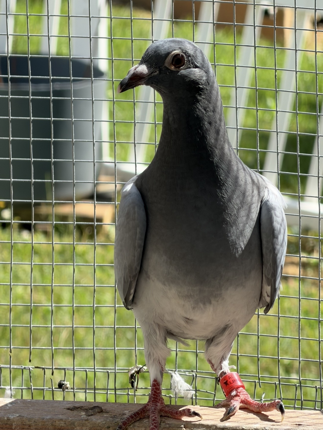 AU-26-Lin Loft-88806