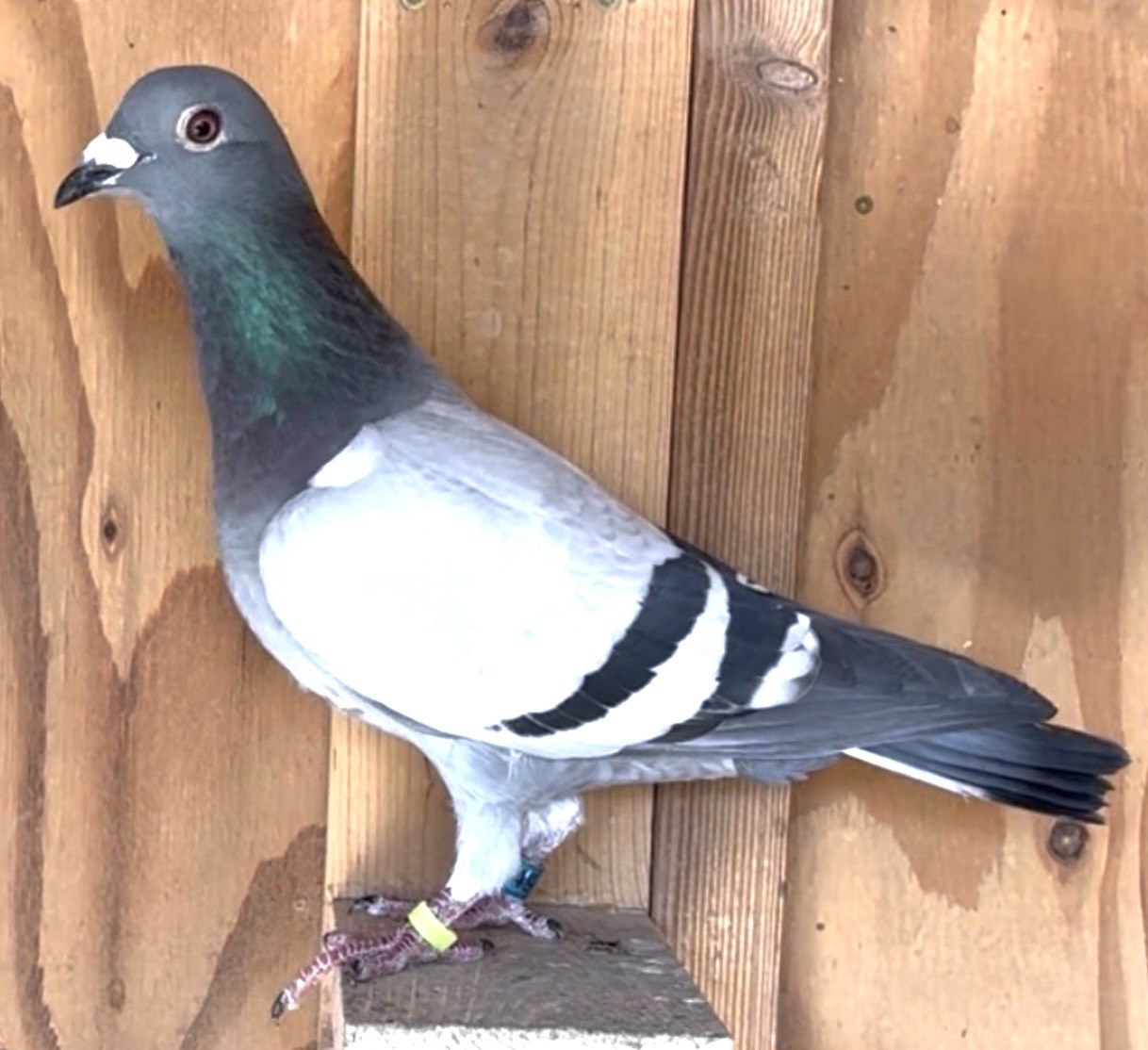 Linebred to Little Miss Nikki Family