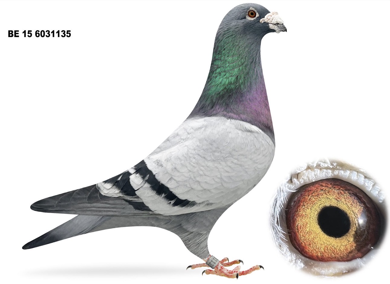 Direct HOUBEN J.L.N (Jelle Roziers) 