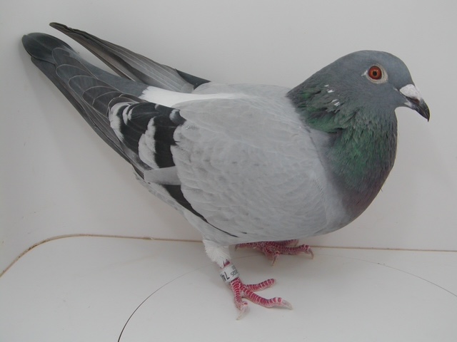 AU 25 JEDDS 740 G-DAU OF "BIGITY"