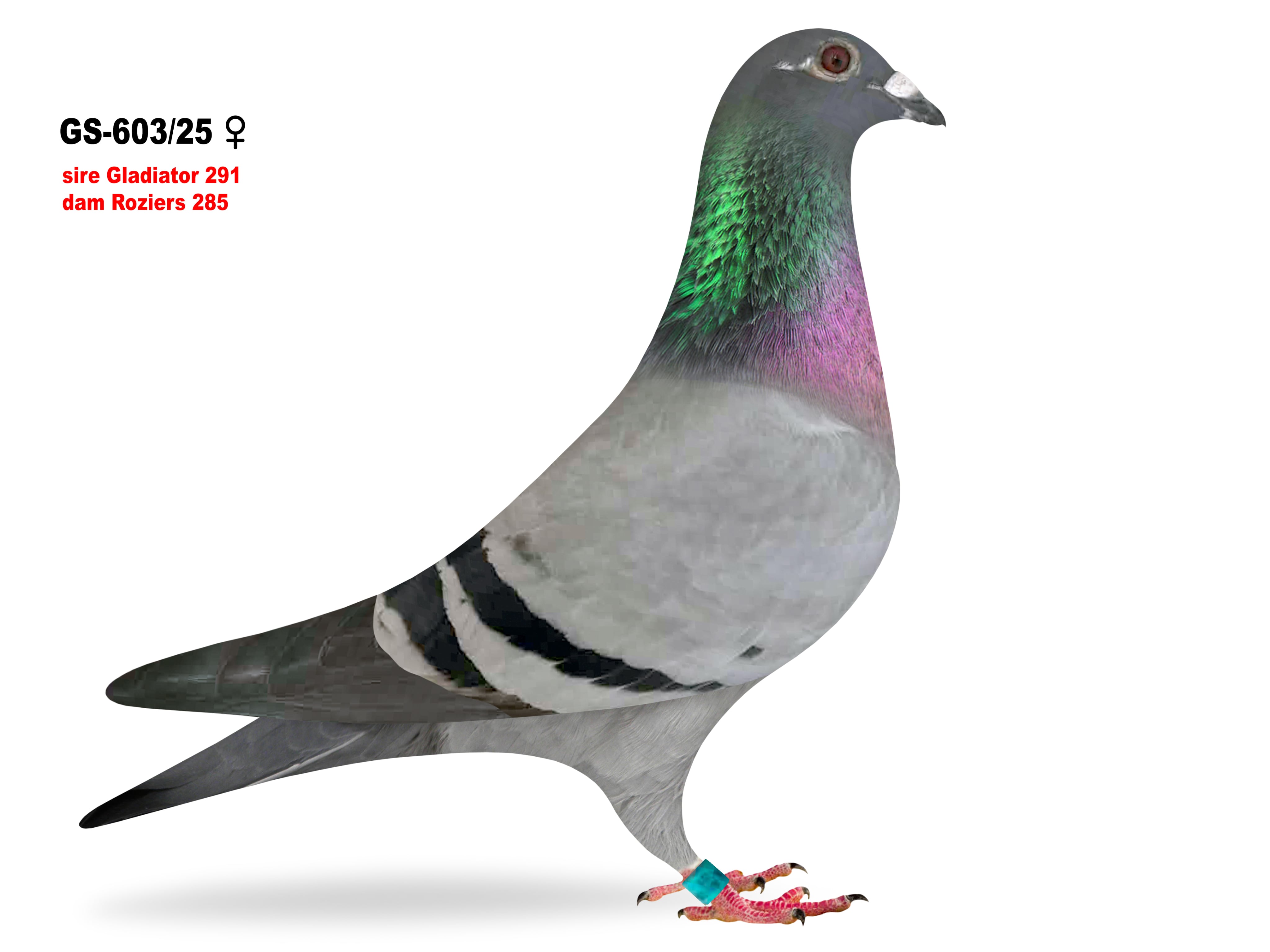 GS-603/25 Geerinckx/Roziers hen 