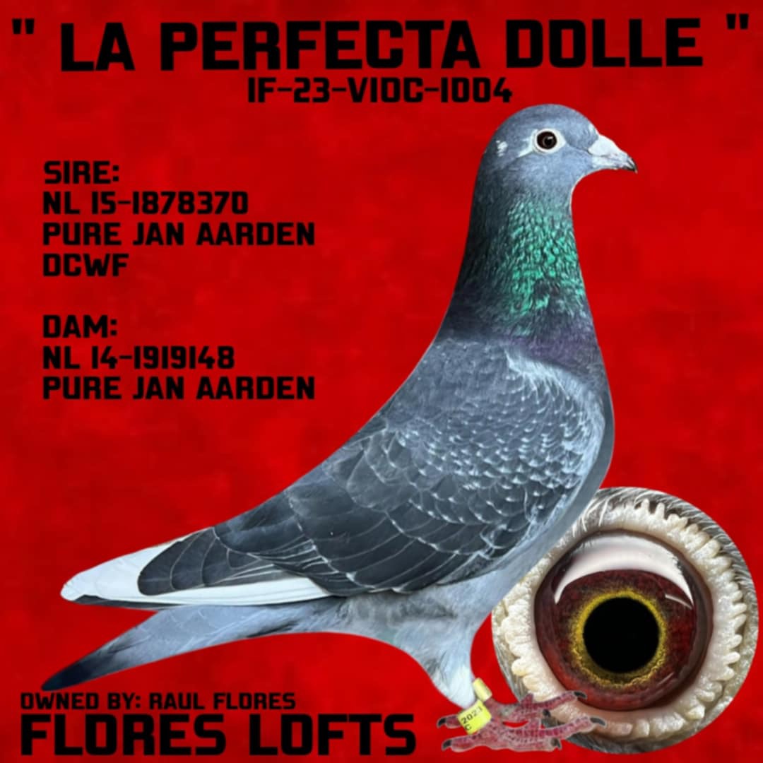 jan aarden hen 