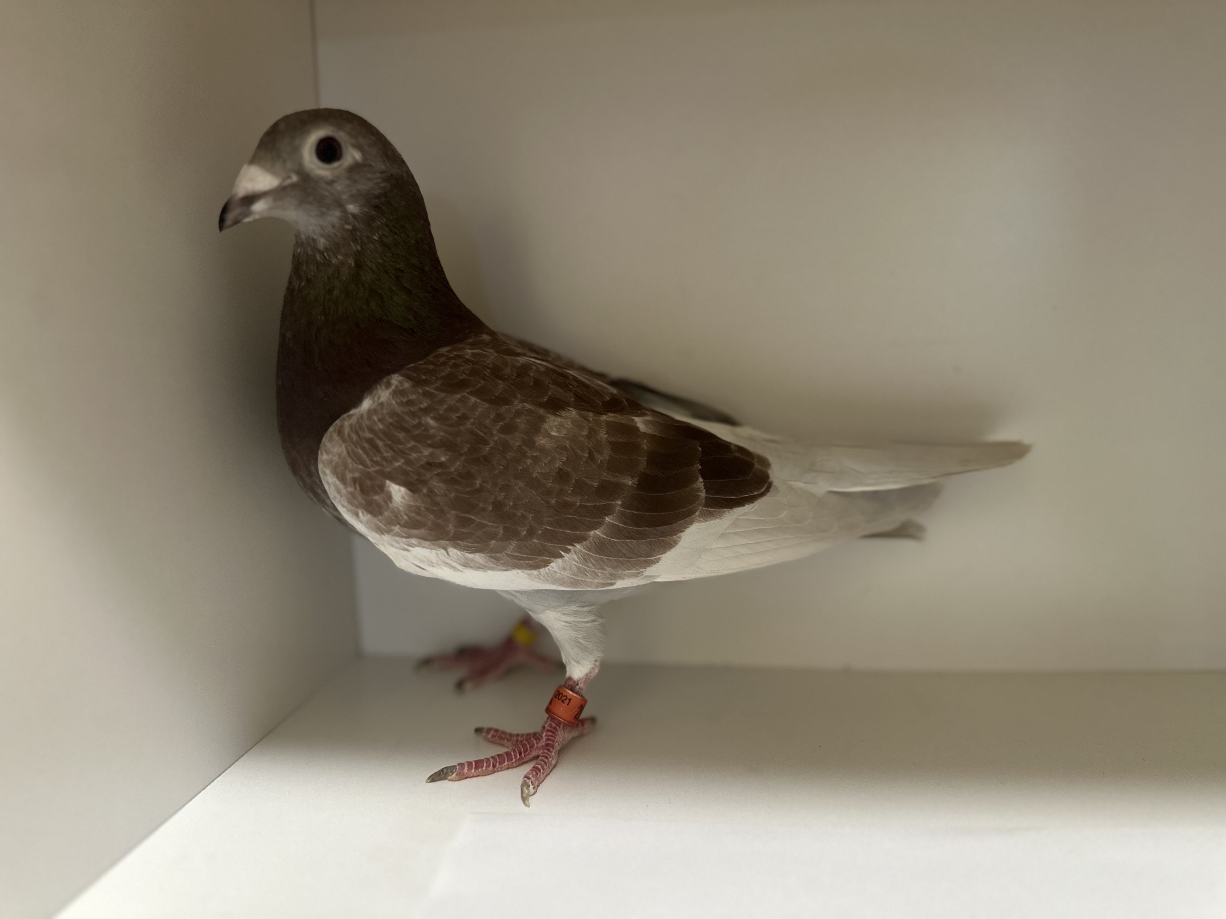 AU2021AA2077red hen