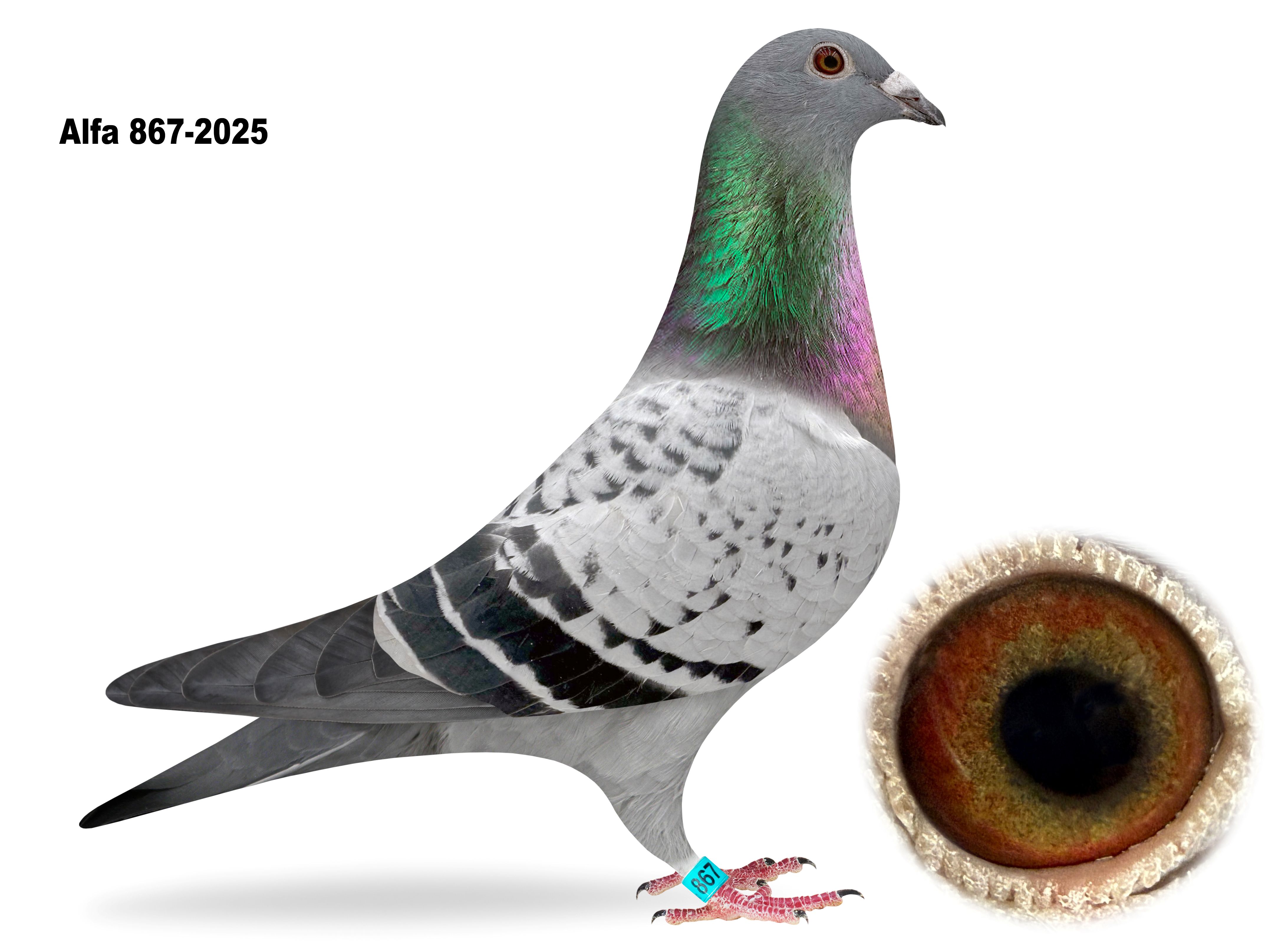 iPigeon.com - Racing Pigeon Auction