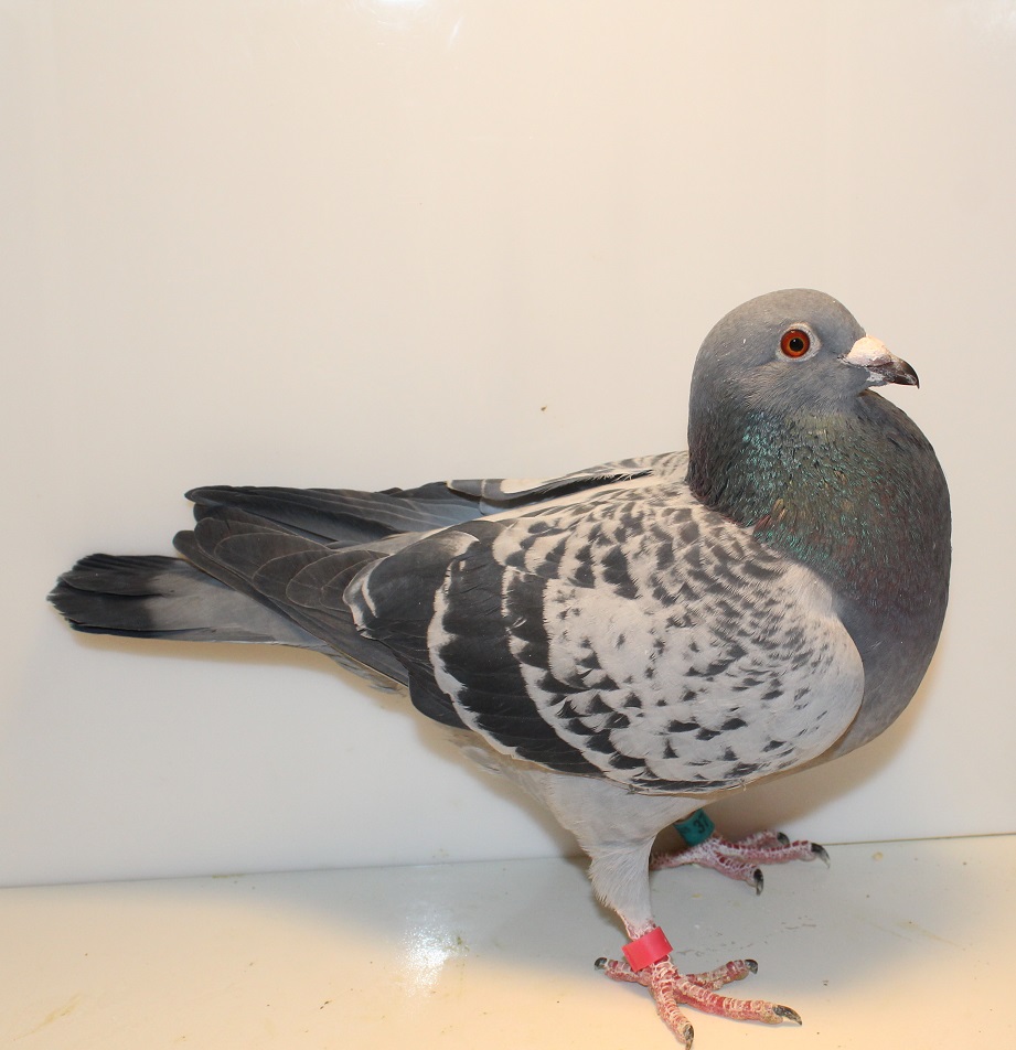 AU 25 GBW 37 BC COCK 
