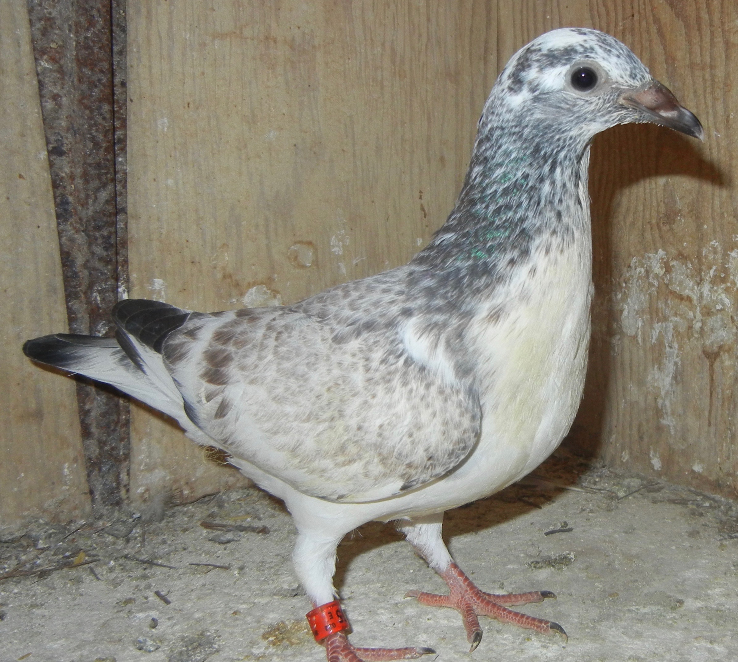 #1805 HVR / 259 GRIZZLE BLOODLINES