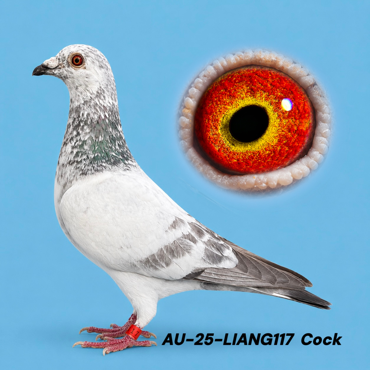 Inbred Goed Grijs
 Leideman（Mister Blue Grijs）