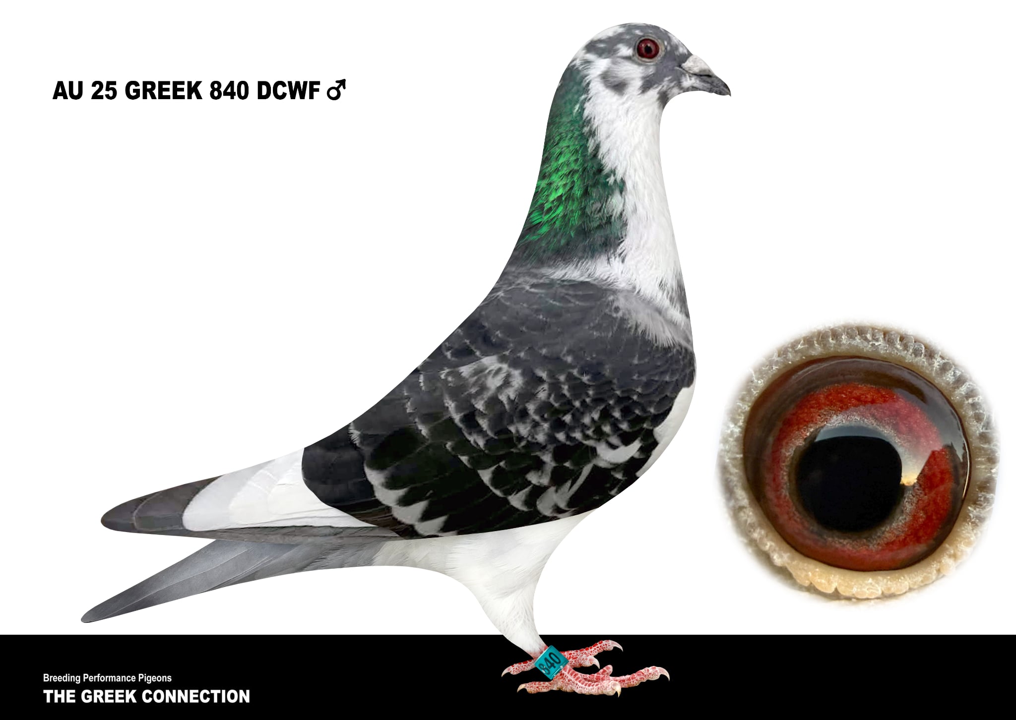 AU 25 GREEK 840 DCWF COCK