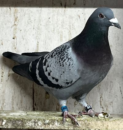 IF-25-TFLMD-401 - BLUE CHECKER COCK