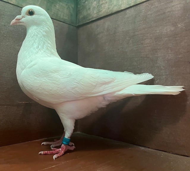 WHITE COCK OFF DIRECT IMPORTS