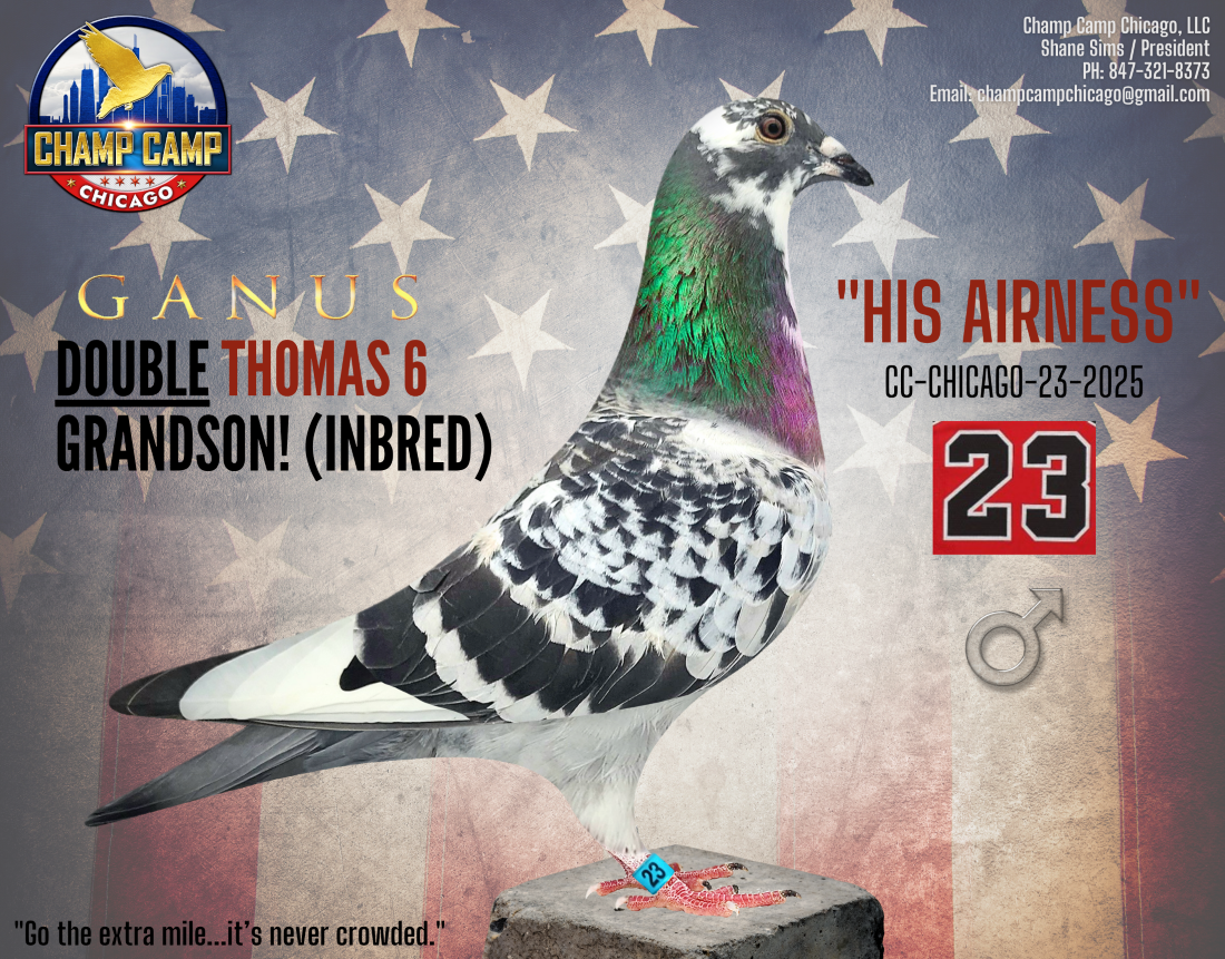Double Thomas 6 x Mix x Night Angel