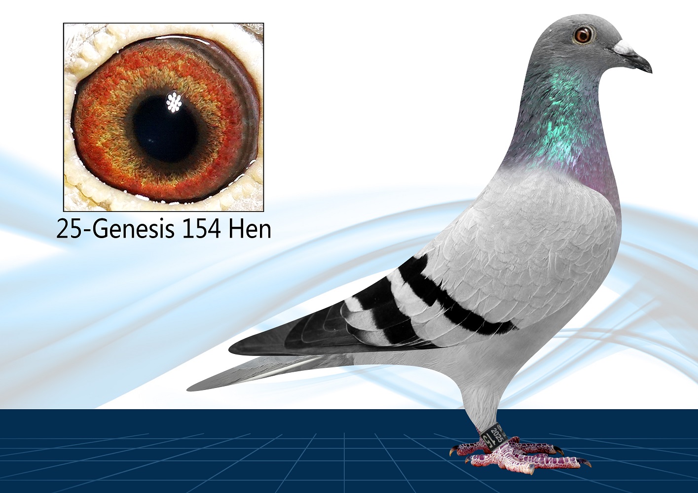 25-154(Hen) OLR Proven Bloodline