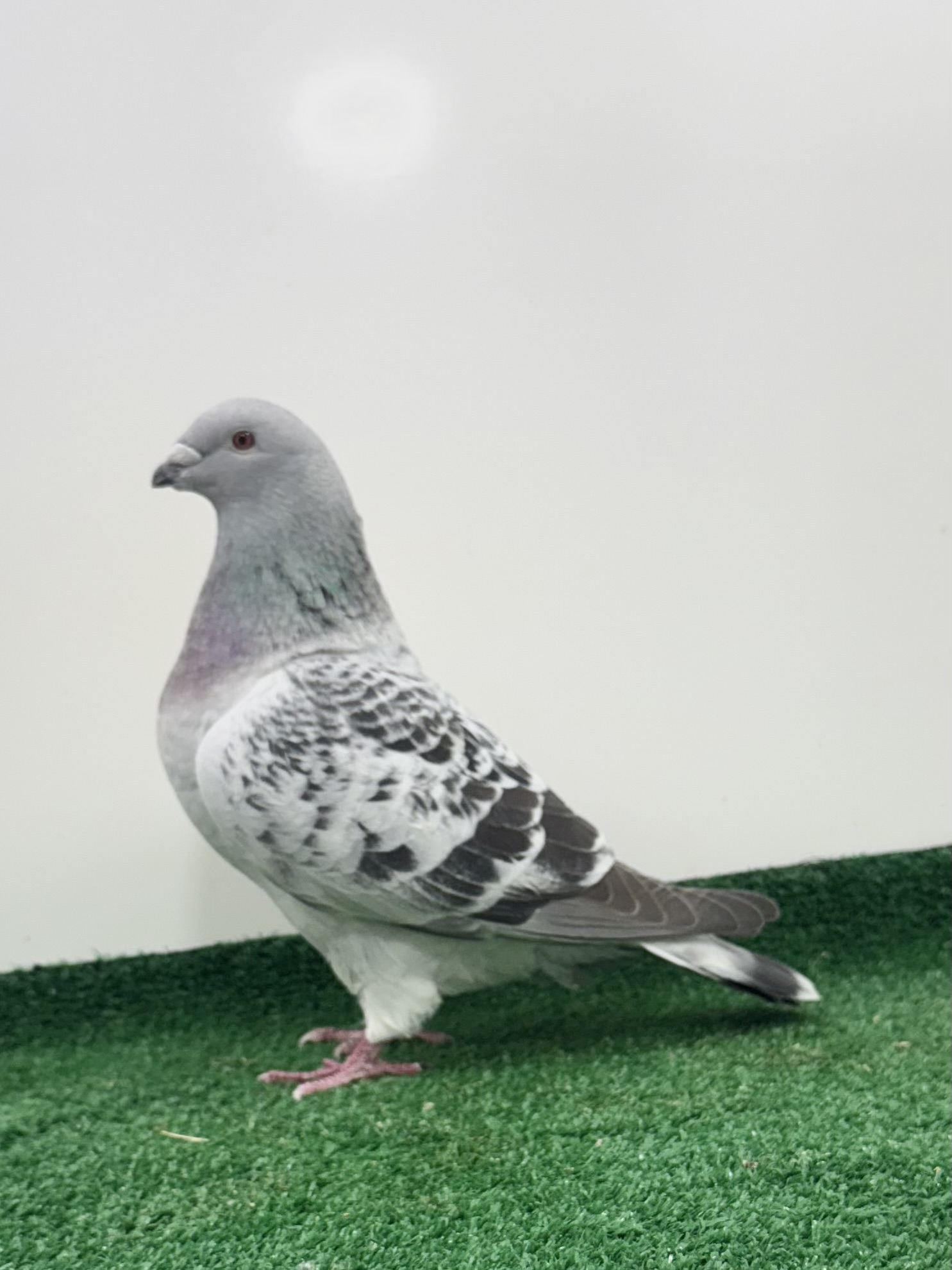 Super nice show bird 