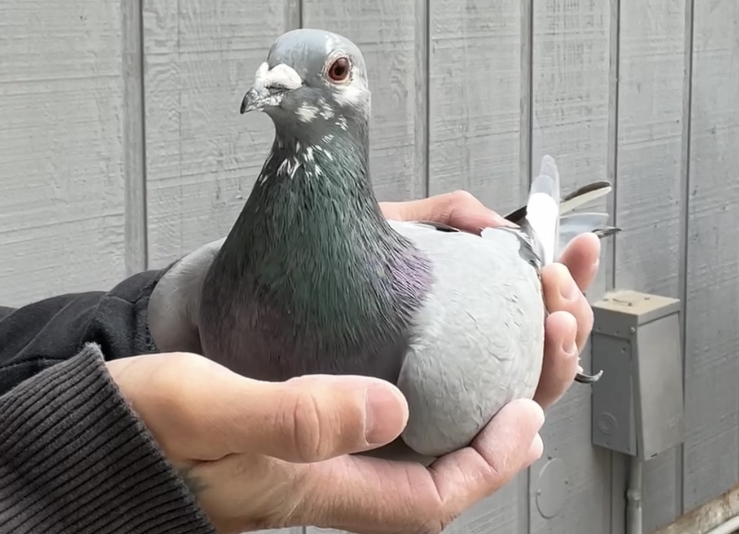 Linebred Greek SC304 Hen