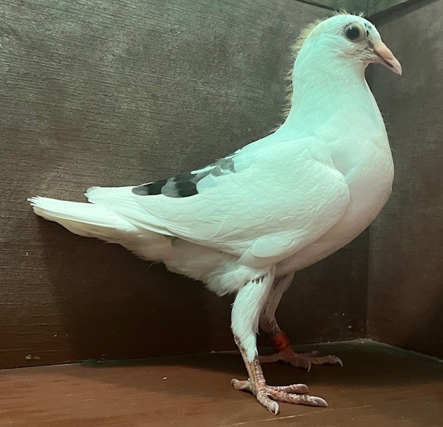 NEAR WHITE SQUEAKER OFF IMPORT