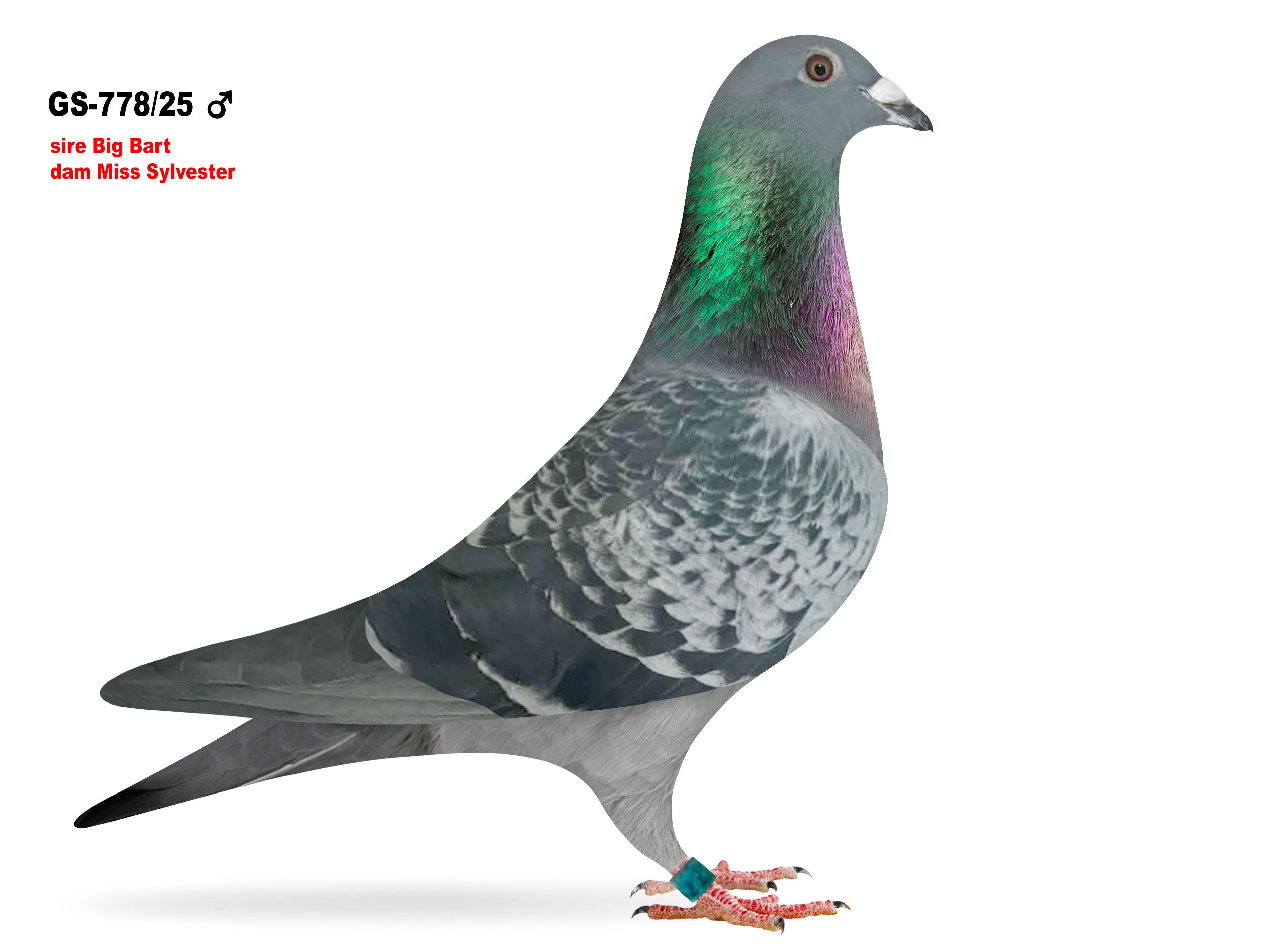 GS-778/25 Geerinckx cock