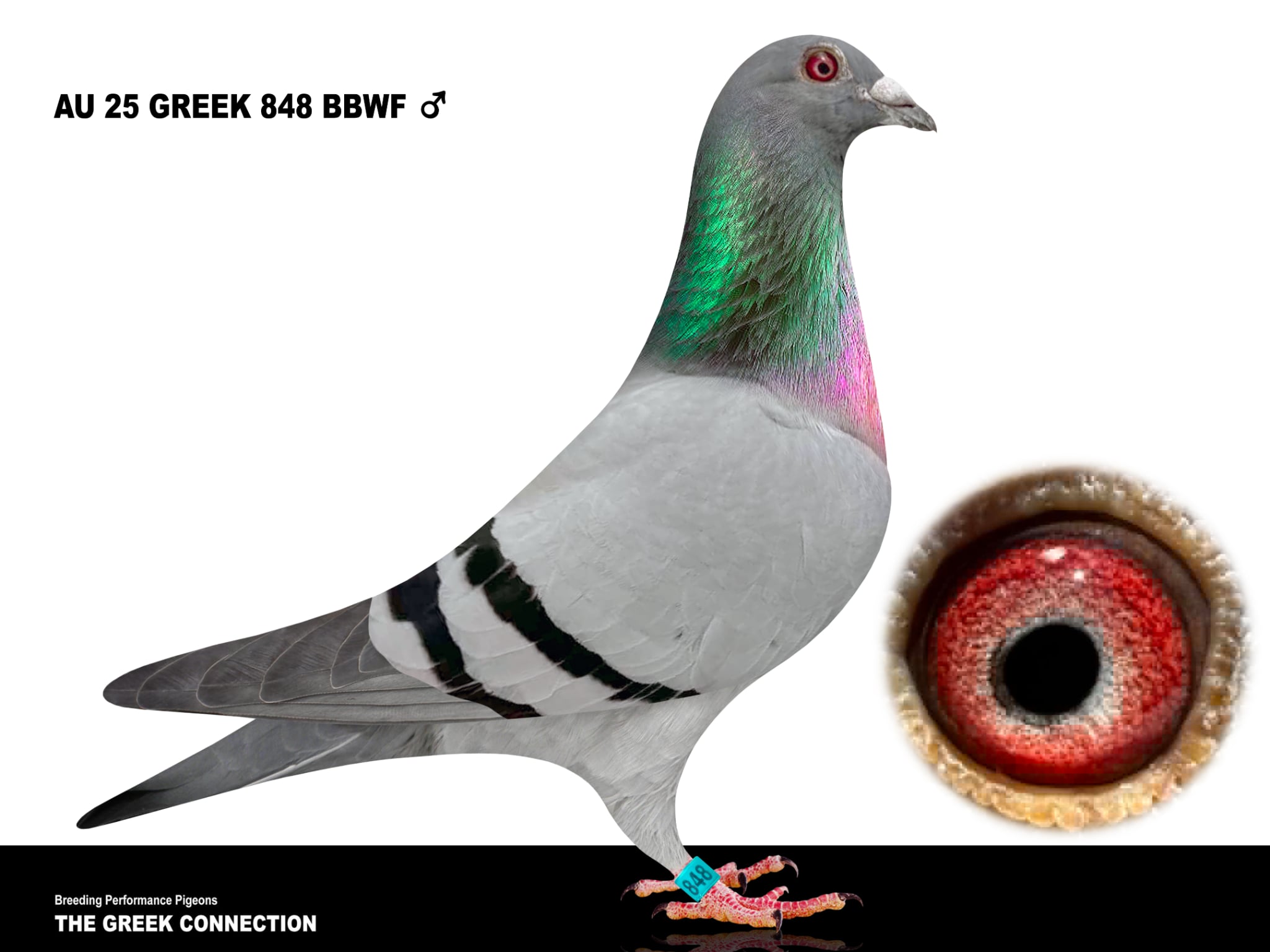 AU 25 GREEK 848 BBWF COCK 