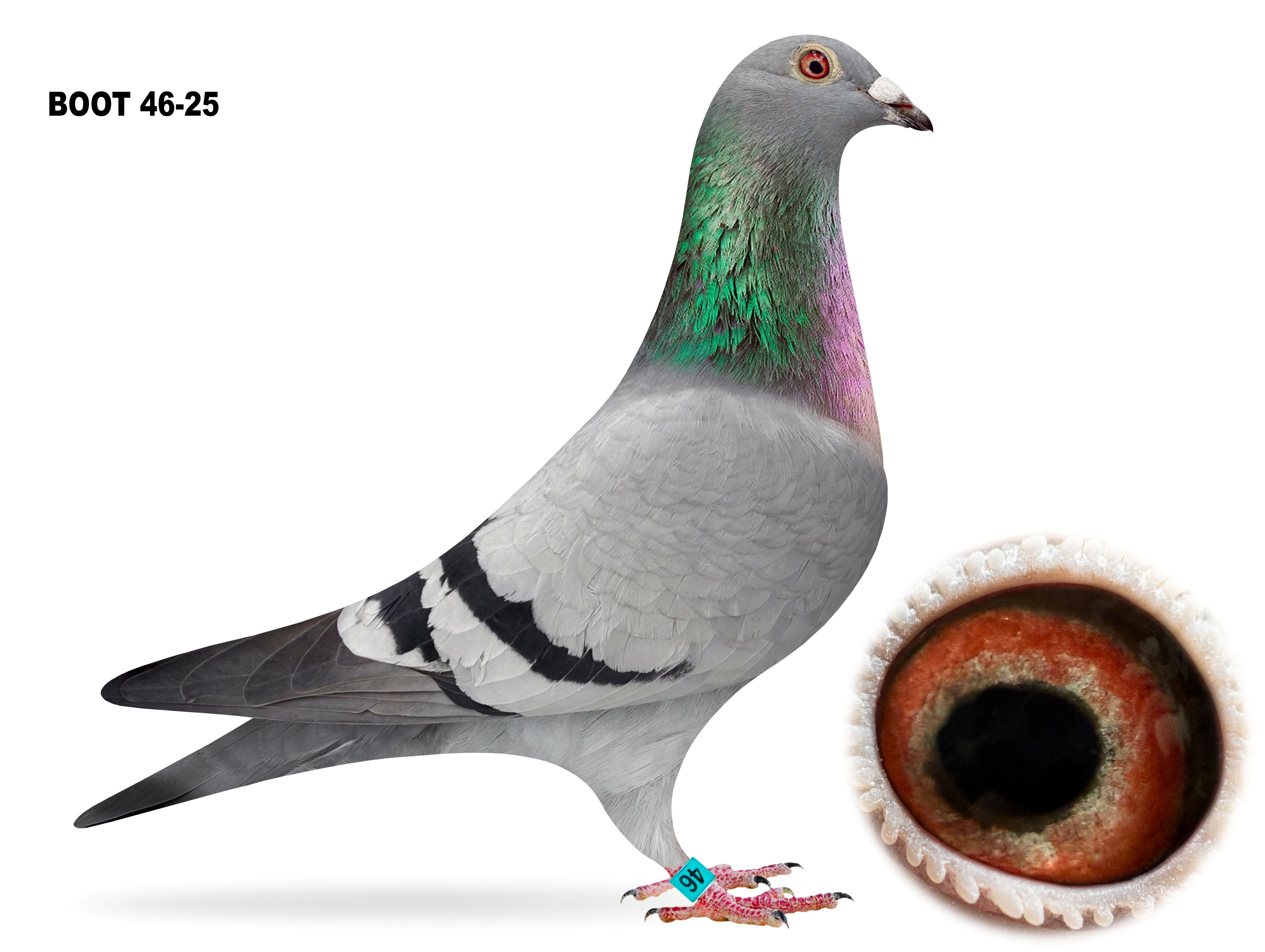 BOOT 46-2025